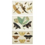English School, 19th Century Studies of Indian insects three works each sheet 14.6 x 21.6cm (5 3...