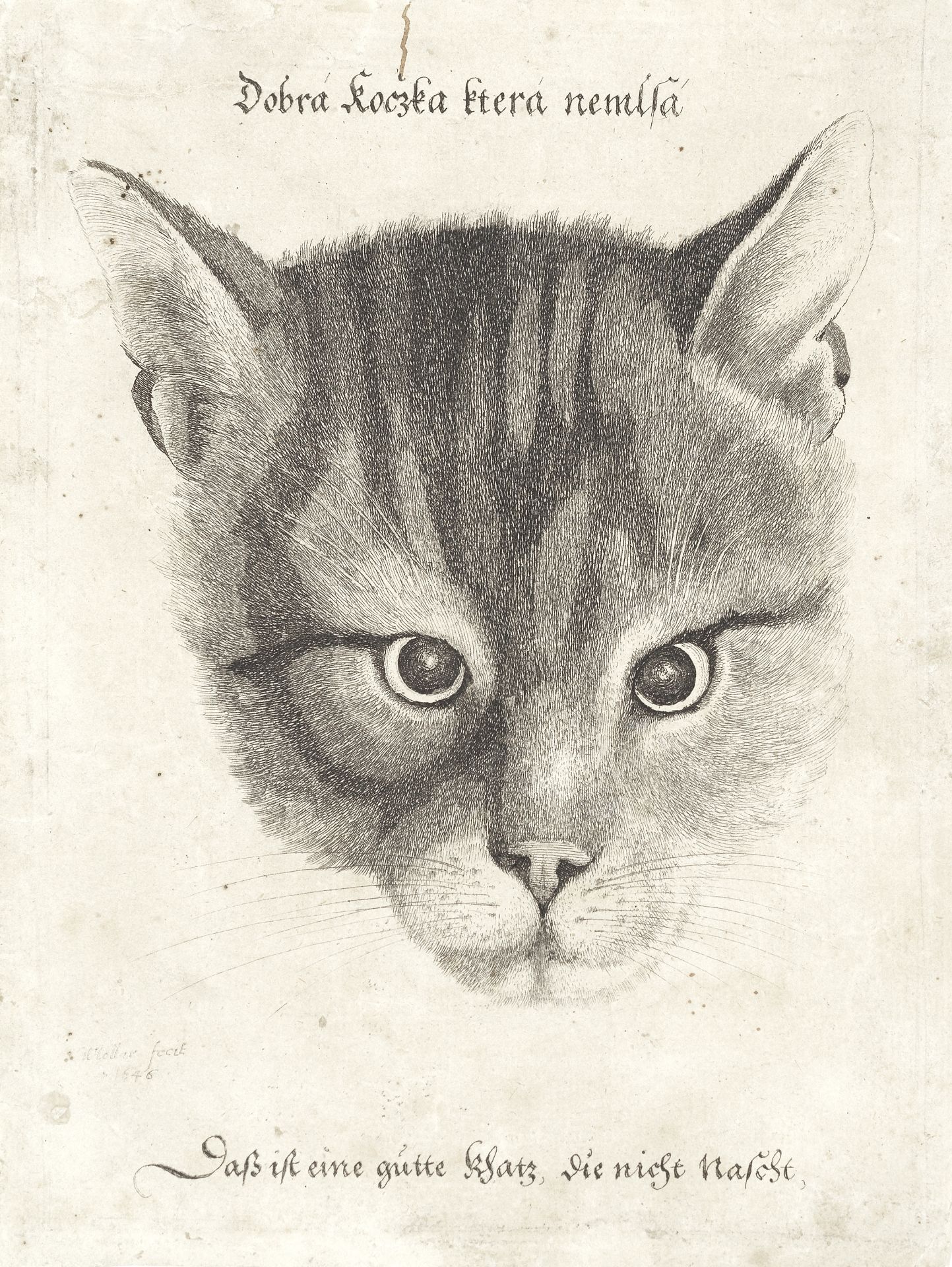 Wenceslaus Hollar (Czech, 1607-1677) Head of a Cat Etching, 1646, on laid, with narrow margins, 1...