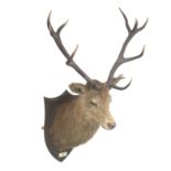 Three mounted Red Deer Stags heads, all Royal (3)