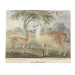 A Tibetan llama and its foal, probably from the Barrackpore menagerie, by a follower of Sita Ram ...