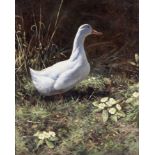 Rodger McPhail (British, born 1953) A duck amongst primroses