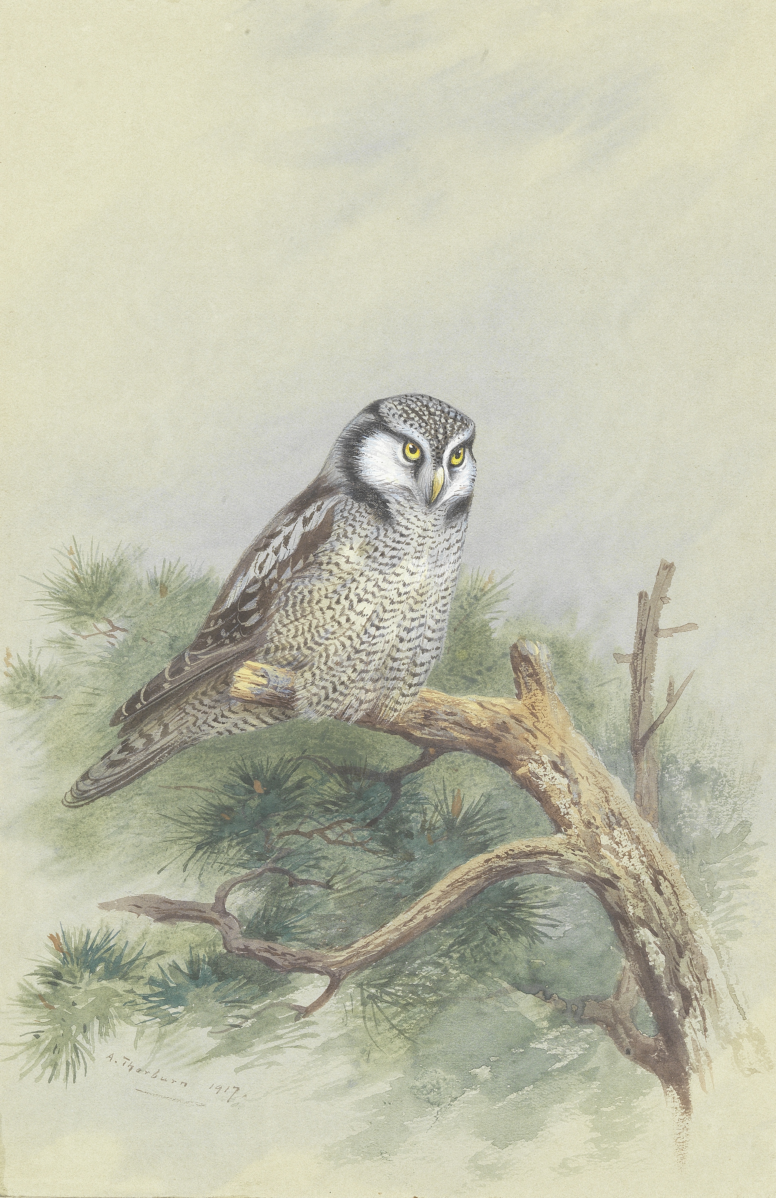 Archibald Thorburn (British, 1860-1935) Hawk Owl