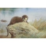 Archibald Thorburn (British, 1860-1935) Otters by the bank