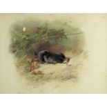 Archibald Thorburn (British, 1860-1935) Study of a mole