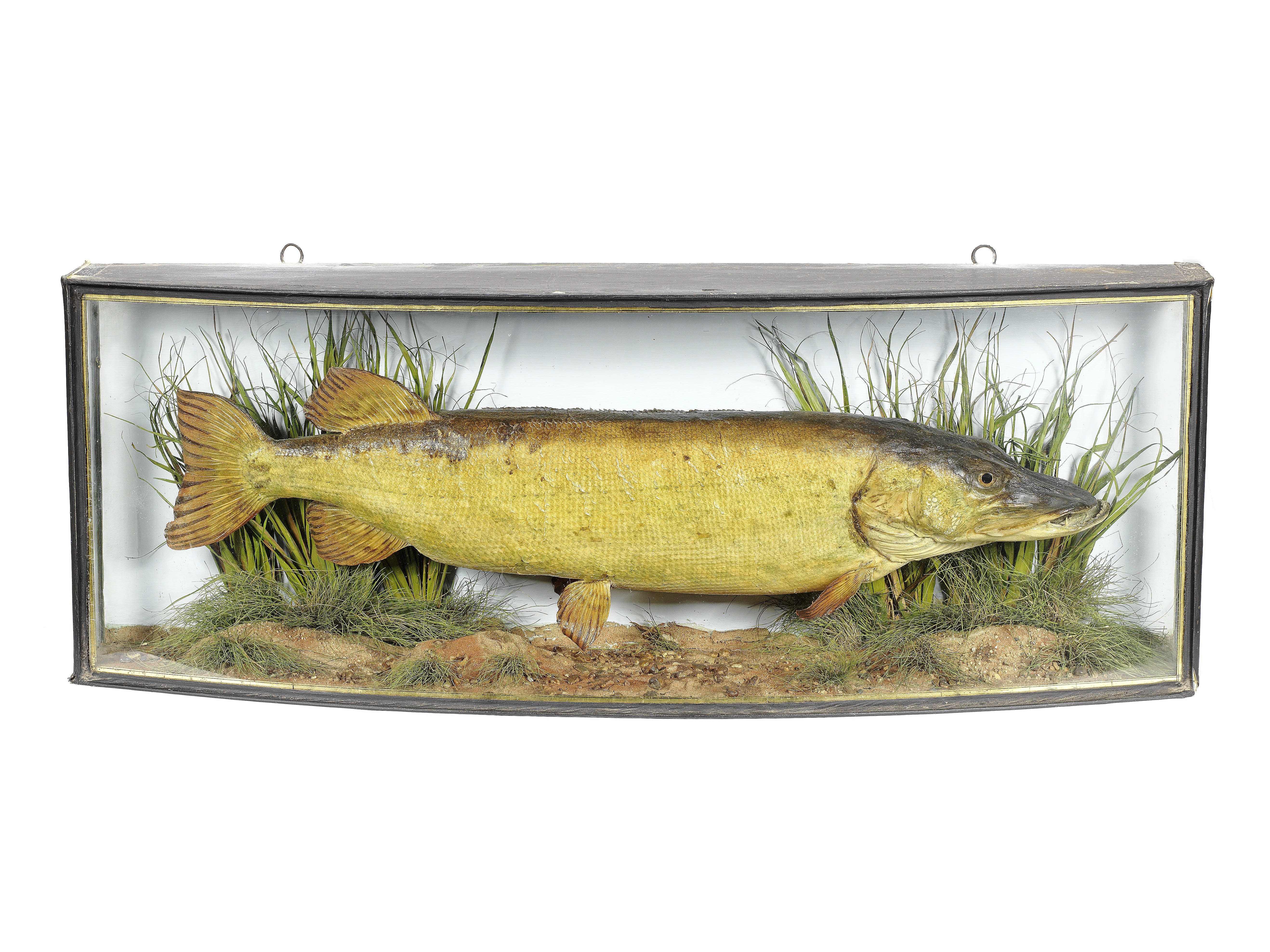 A cased pike