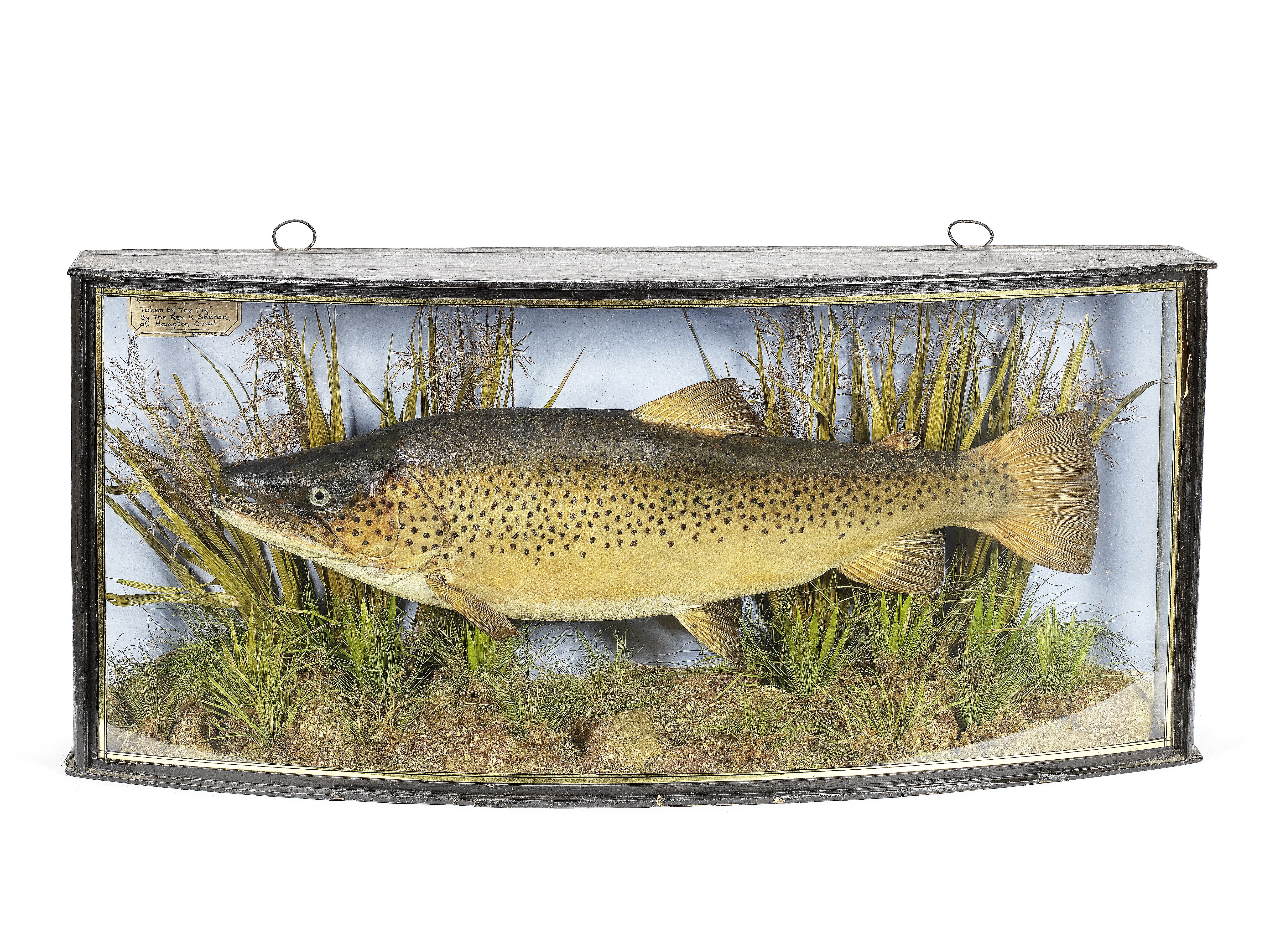 A cased '1922 English record' Thames trout