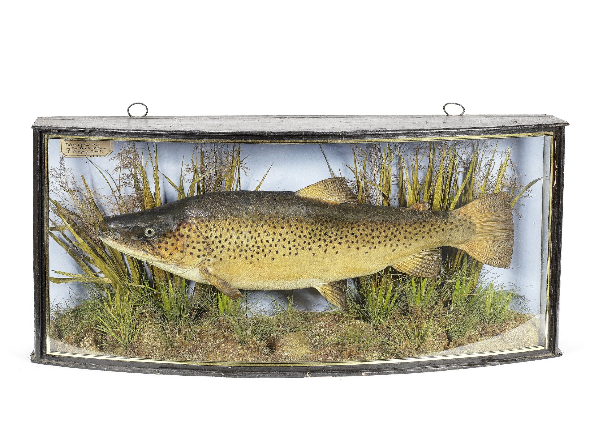 A cased '1922 English record' Thames trout