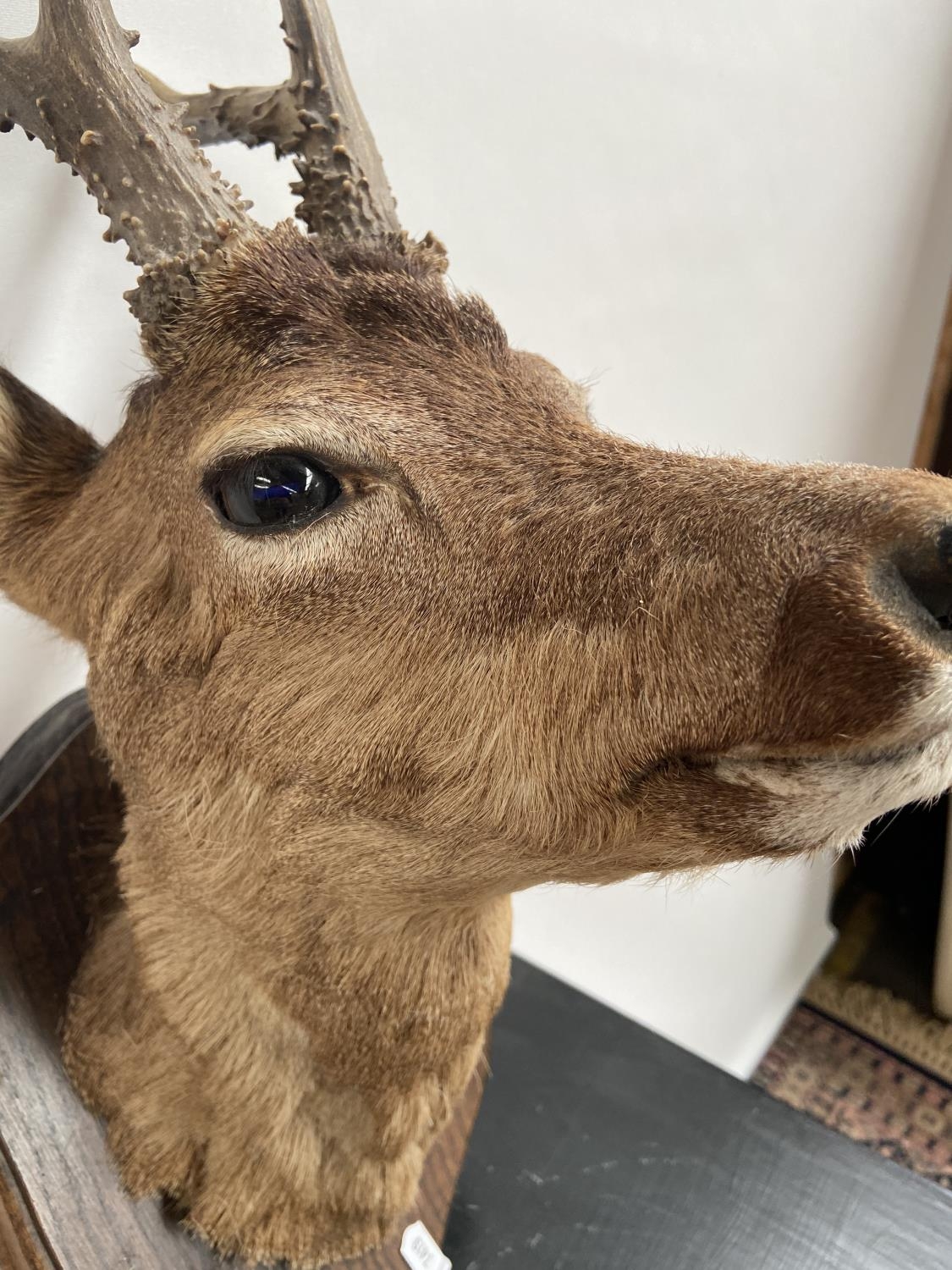 Antique Taxidermy mounted deer doe head. - Image 7 of 9