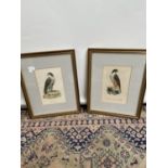 Two 19th century hand coloured engravings depicting two falcon birds. Titled Gentle Falcon and