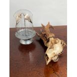 A Taxidermy magpie head display within a glass dome together with a deer skull.