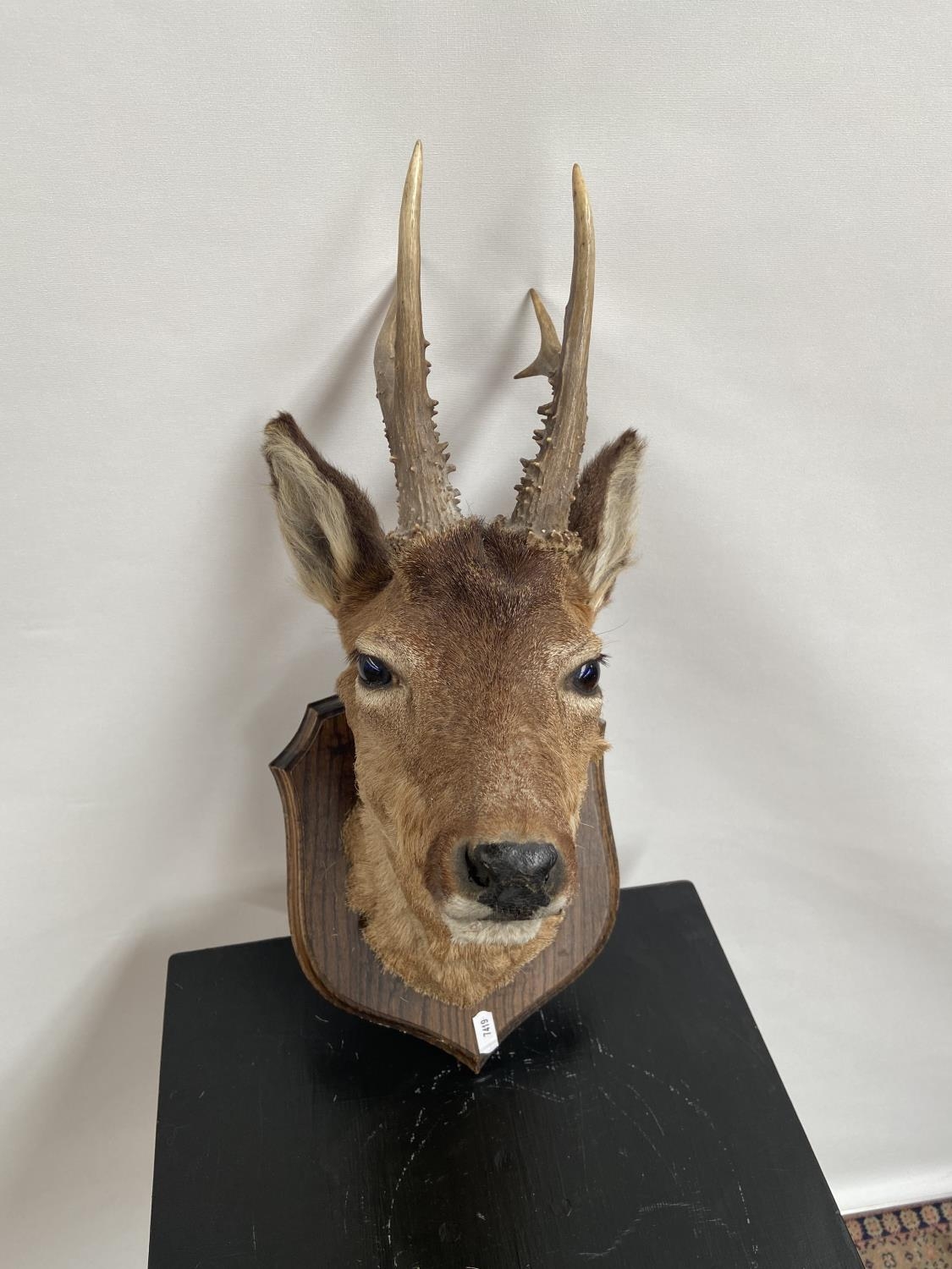 Antique Taxidermy mounted deer doe head.