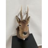 Antique Taxidermy mounted deer doe head.