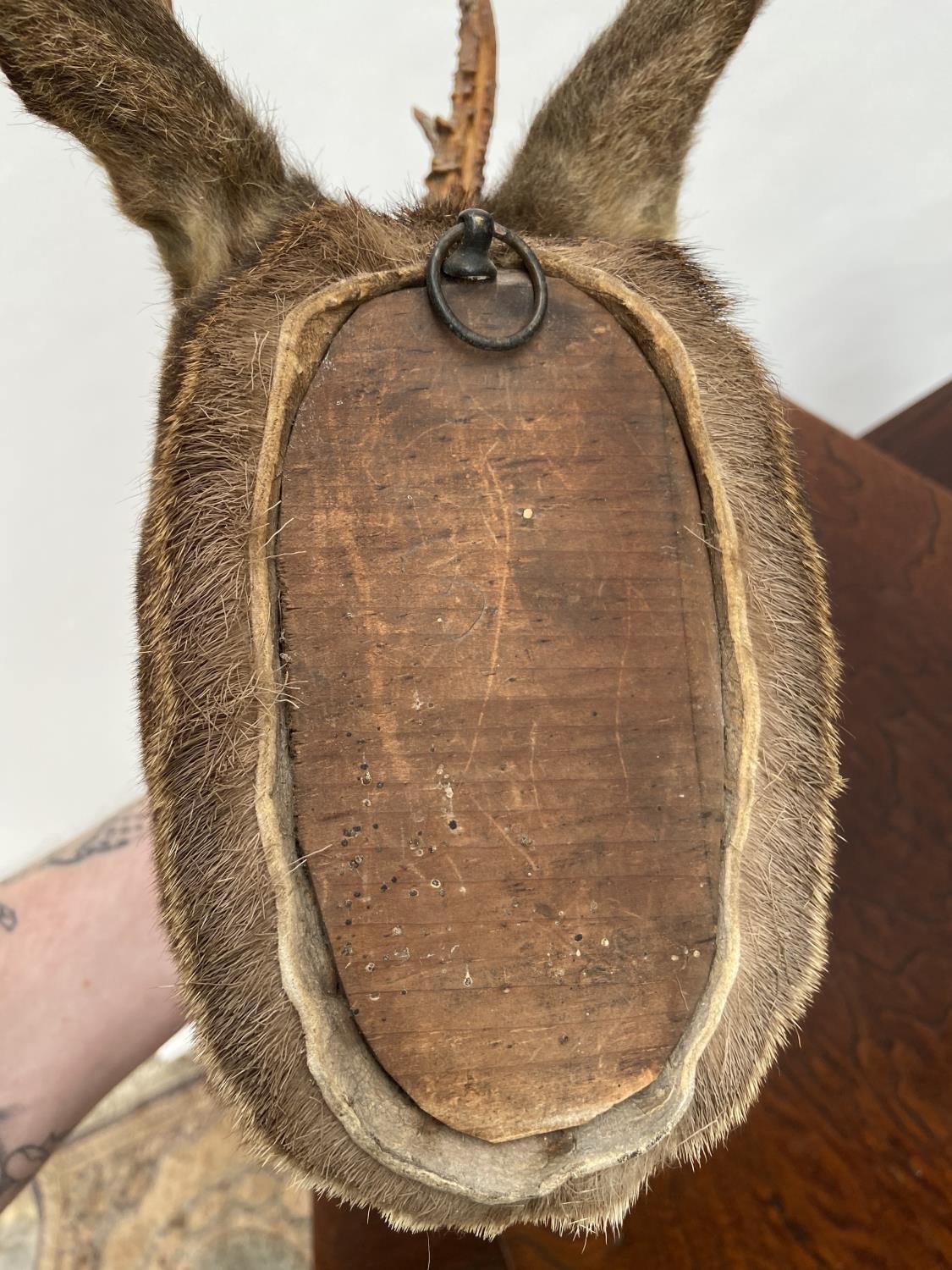 An antique taxidermy deer buck head. - Image 4 of 4