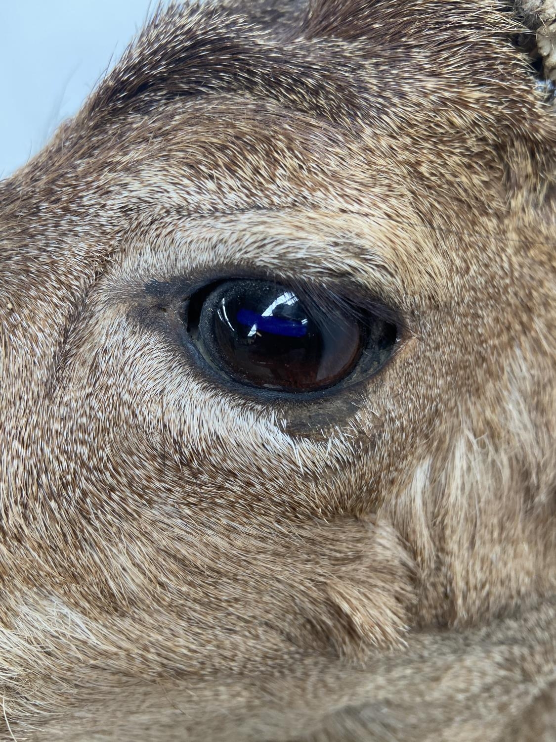 Antique Taxidermy mounted deer doe head. - Image 4 of 9