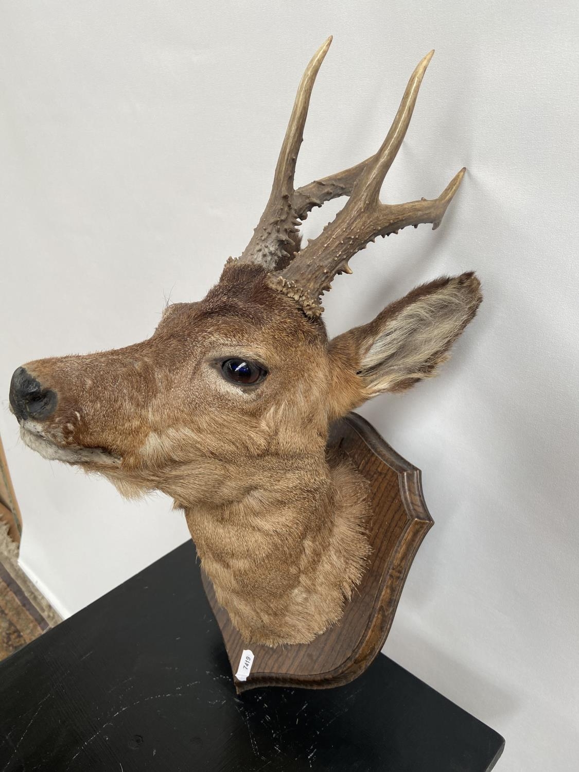 Antique Taxidermy mounted deer doe head. - Image 3 of 9