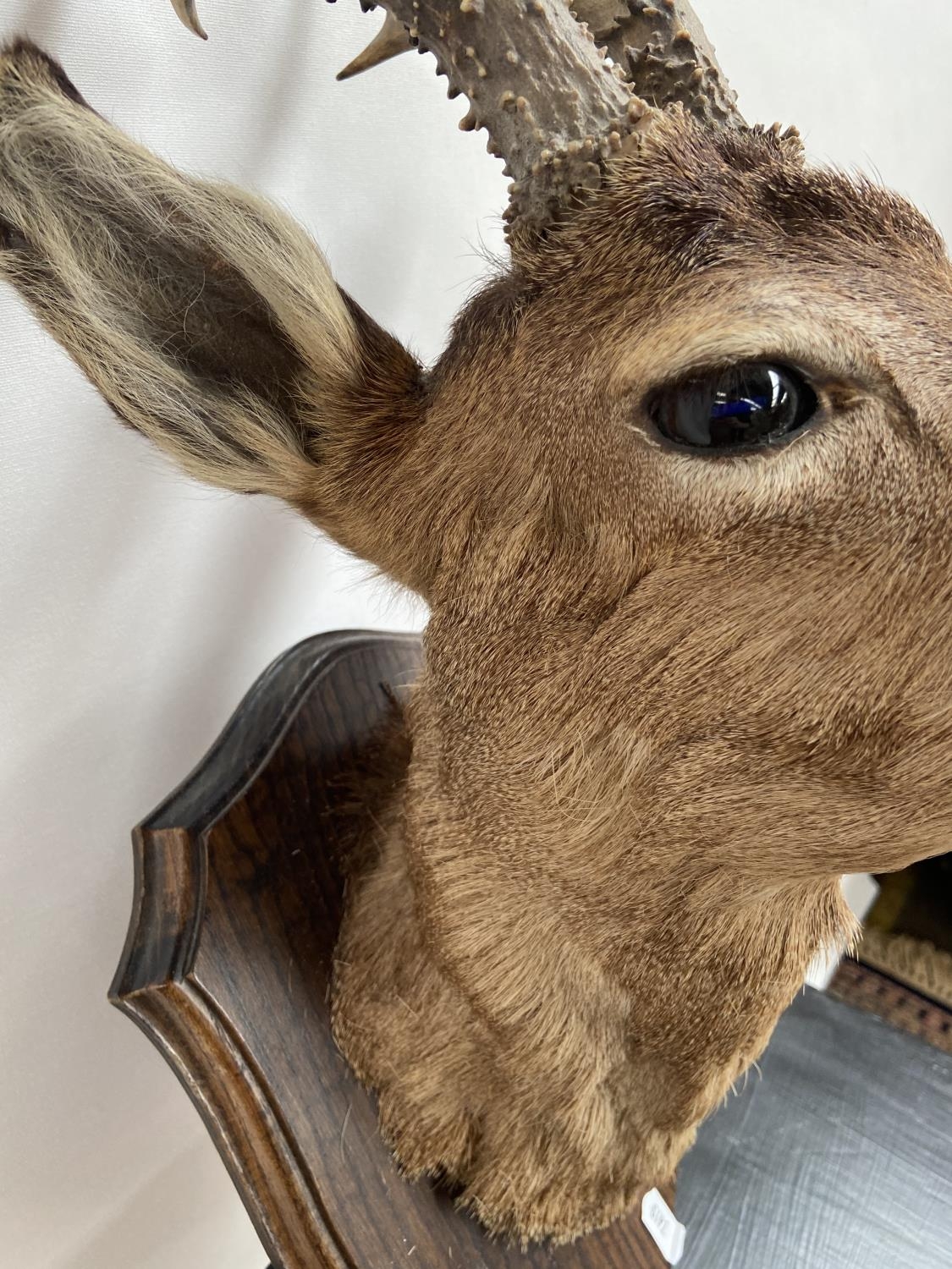 Antique Taxidermy mounted deer doe head. - Image 8 of 9