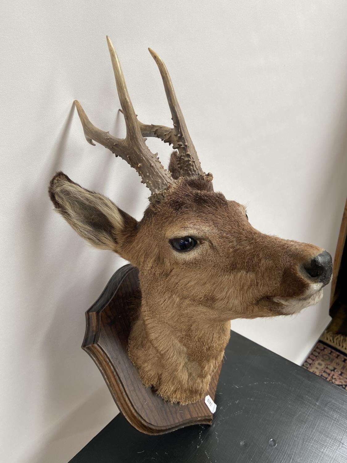 Antique Taxidermy mounted deer doe head. - Image 2 of 9