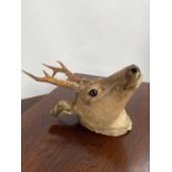 An antique taxidermy deer buck head.