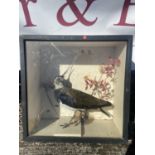 Taxidermy lapwing bird in case [38x18cm]