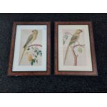2 framed & mounted coloured prints of parrots, supported on branch [frame:70x50]