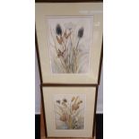 Lucy G. Hill Two Original watercolours titled 'Artichokes with Honesty & Teasles with seedheads' [