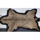 An Antique Leopard skin rug. [260x120cm]