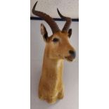 Antique Taxidermy Impala bust/ head mount. [see images on condition]
