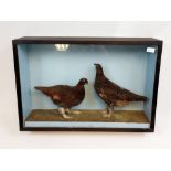 An Antique Taxidermy of two Grouse game birds. Both displayed within a wood and glass case.