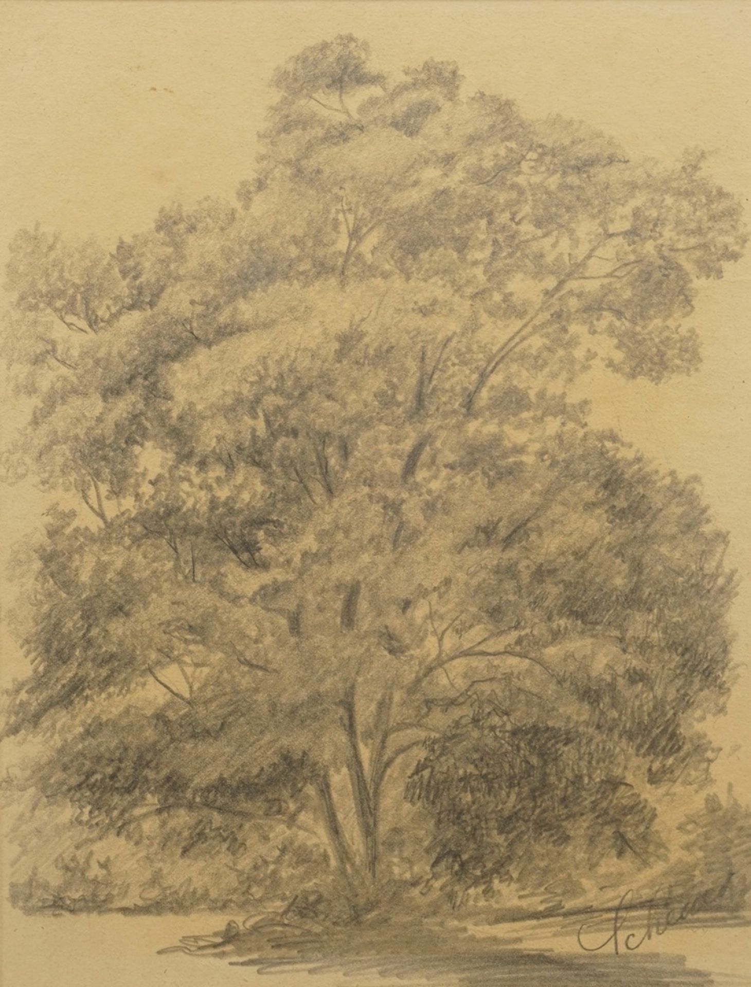 Scheuer (?),  "Stattlicher Baum"