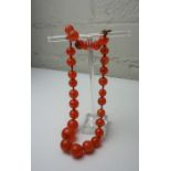 String of Natural Amber Beads, 30 Graduated Beads in total, Gross weight Approximately 46.8 Grams