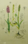 Raymond Piper "The Fragrant Orchid" Signed Limited Edition Print, Signed in pencil, No 372 of 500