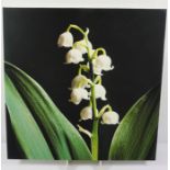 Nigel Bridges (20th century) "Lily of the Valley" (Covallaria Majalis) Print on Canvas, 76cm x 76cm