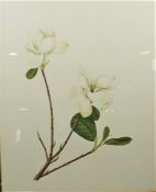Eight Assorted Floral Study Prints, (8)