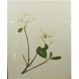 Eight Assorted Floral Study Prints, (8)