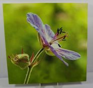 Nigel Bridges (20th century) "Meadow Crane,s Ball" (Geranium Pratense) Print on Canvas, 76cm x 76cm