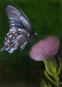 Bell Villasante (Spanish, B.1999), Butterfly on a thistle, acrylic on board, framed 49cm x 59cm (