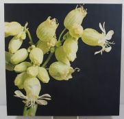 Nigel Bridges (20th century) "Bladder Campion" (Silene Vulgaris) Print on Canvas, 76cm x 76cm