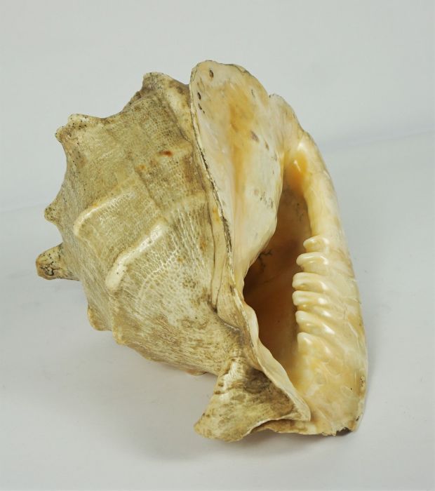 Large Conch Sea Shell, 21cm high - Image 2 of 4