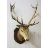 Taxidermy Imperial Stags Head, Having 14 points in total to the antlers, Approximately 105cm high,