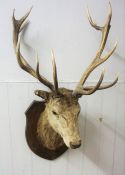 Taxidermy Imperial Stags Head, Having 14 points in total to the antlers, Approximately 105cm high,