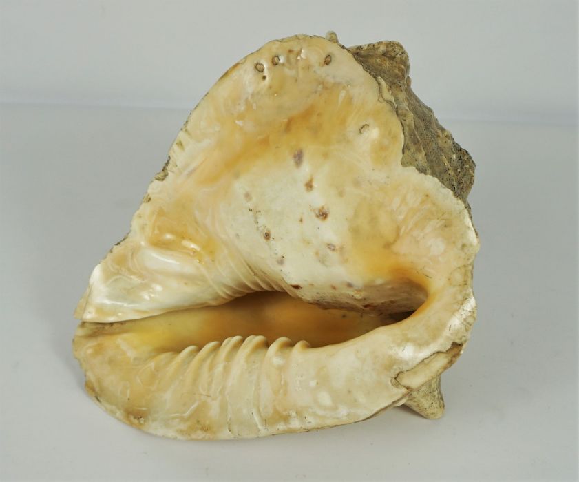 Large Conch Sea Shell, 21cm high - Image 4 of 4