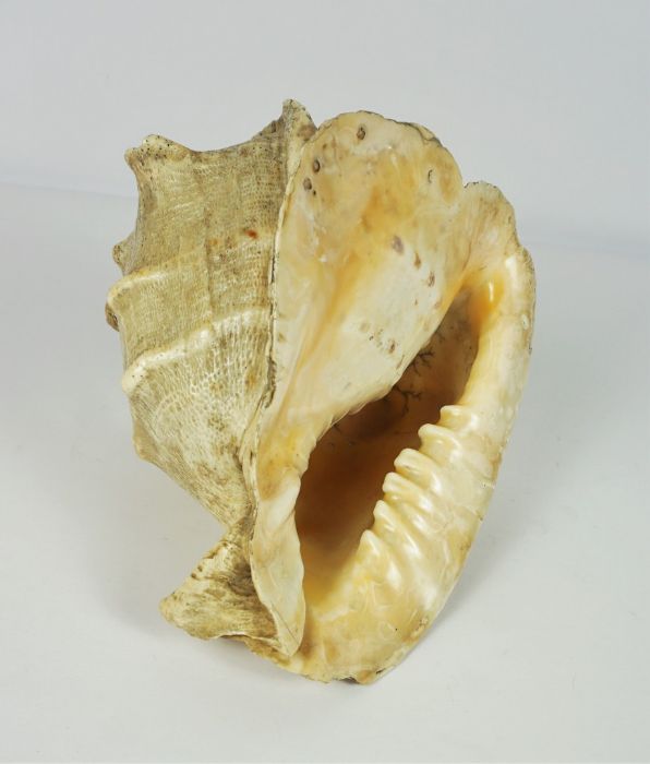 Large Conch Sea Shell, 21cm high