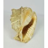Large Conch Sea Shell, 21cm high