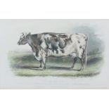 Assorted Cow Subject Prints, With other Prints and a Modern Sampler (7)