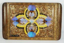 A Taxidermy Walnut Framed Butterfly Wing Tray inscribed 'Rio de Janeiro'