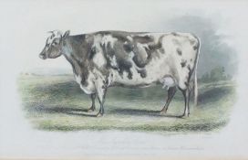 Assorted Cow Subject Prints, With other Prints and a Modern Sampler (7)