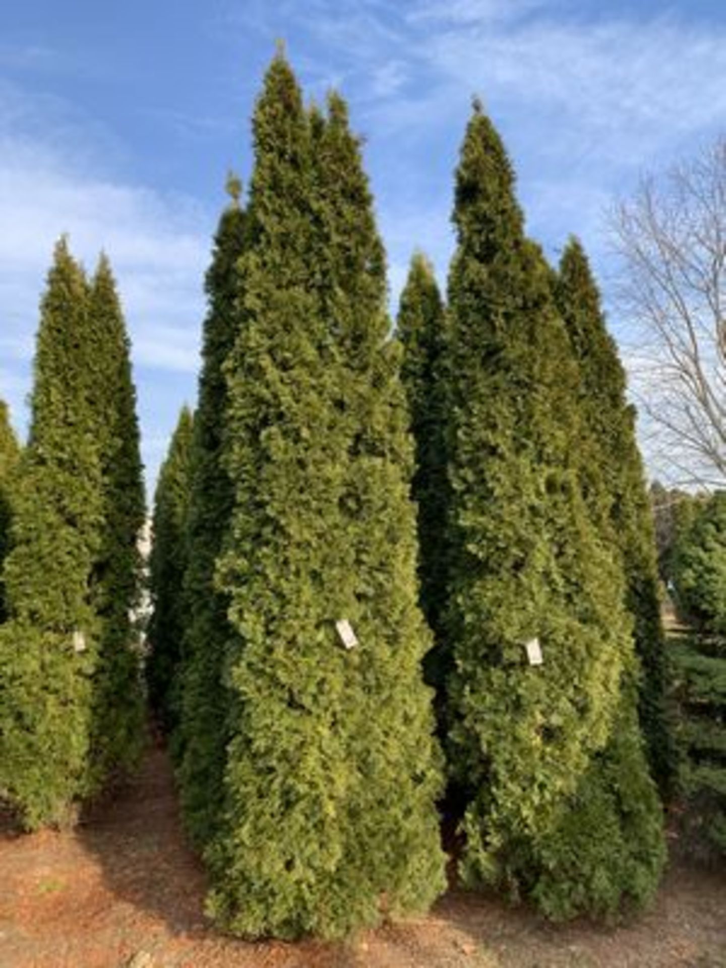 EMERALD GREEN ARBORVITAES