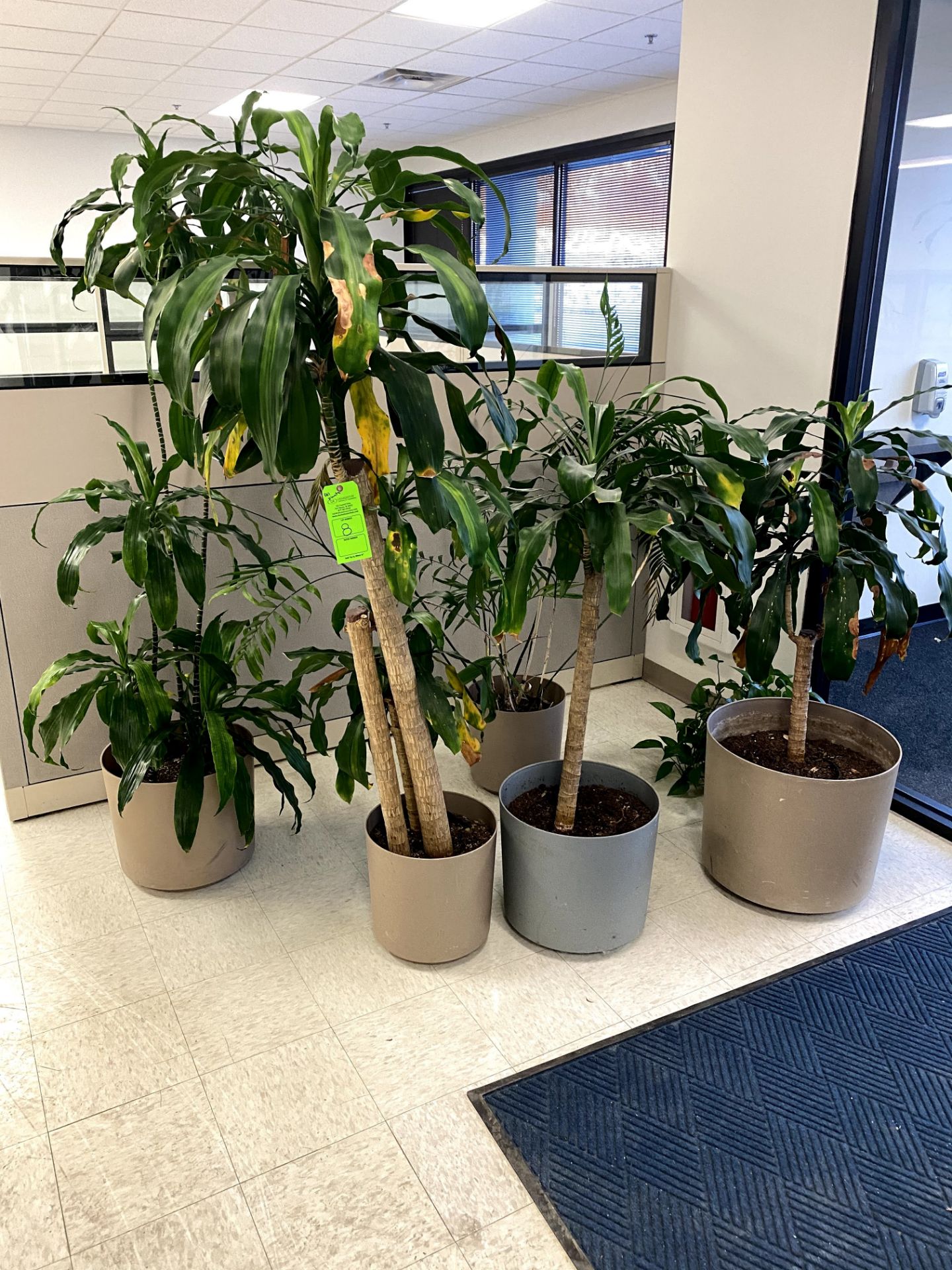 (6) POTTED PLANT(S) -- (7625 OMNITECH PLACE VICTOR NEW YORK)