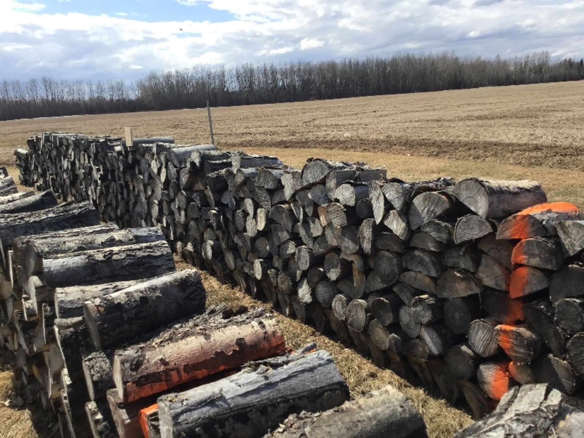 30Ft Row of Aspen Fire Wood