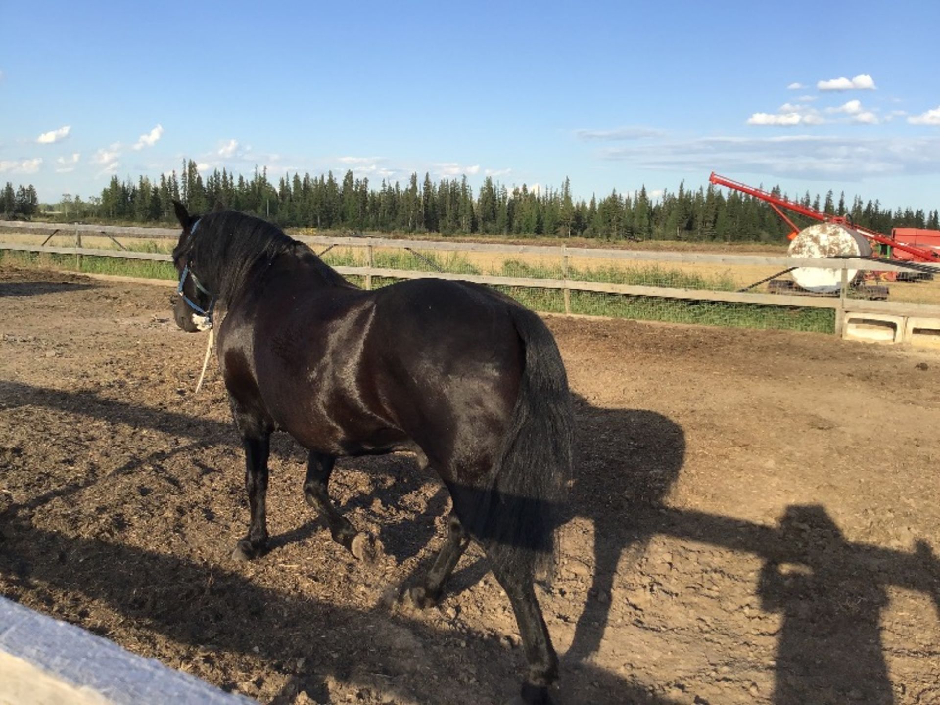 11yr Old Black Canadian Gelding Horse - Image 2 of 3